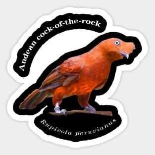 Andean cock-of-the-rock tropical bird pin white text Sticker